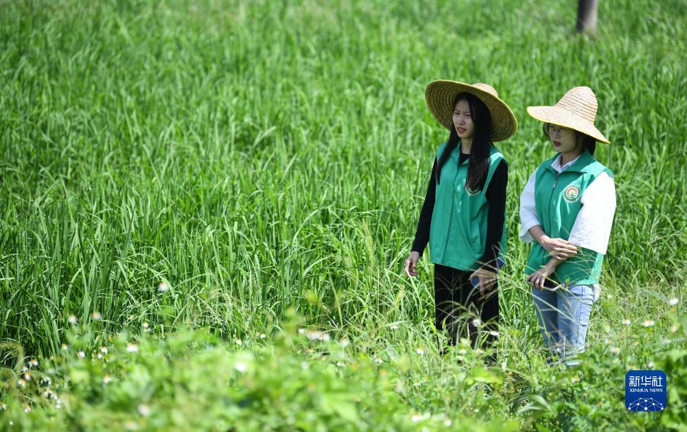 凤凰网官网下载
